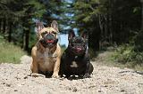 BOULEDOGUE FRANCAIS 062